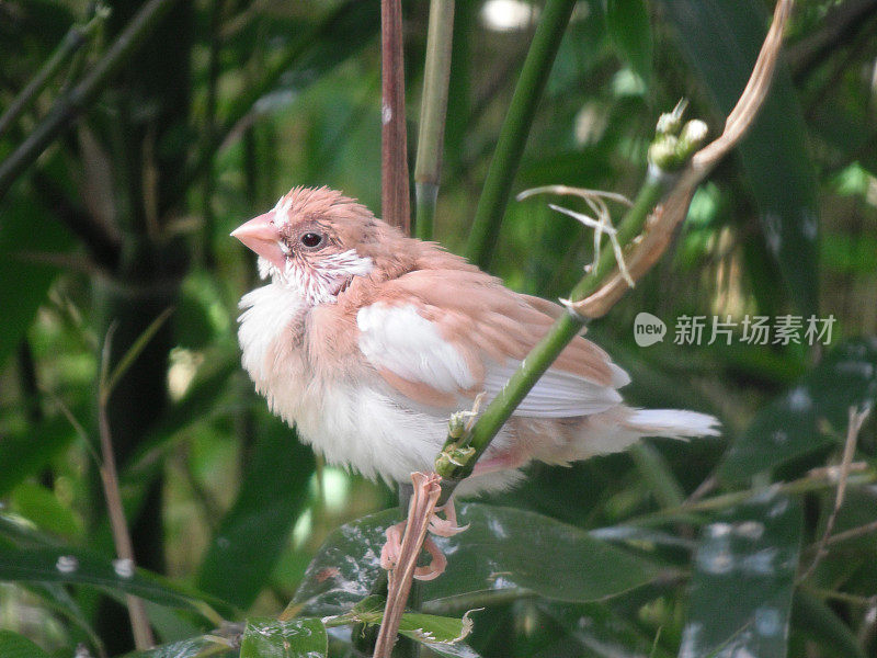 小鹿雀宝宝坐在竹子上/社会雀